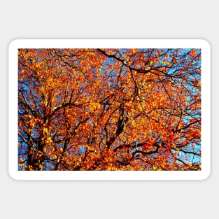 Spectacular curved branches of beech trees strewn with yellow and orange leaves Sticker